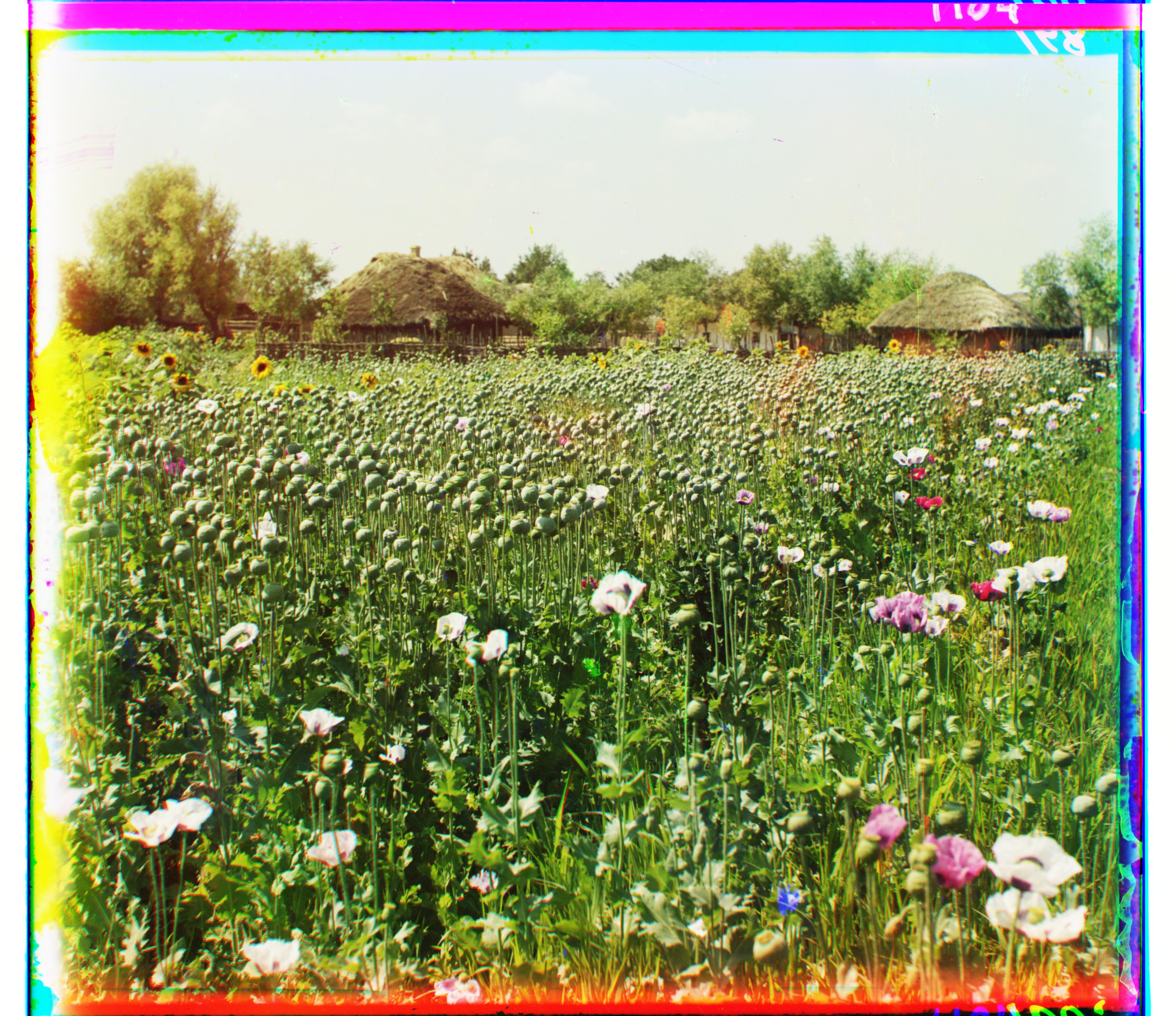 poppies